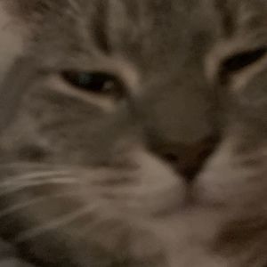 Meet your Posher, Cat